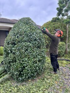 Karl topiary trimming