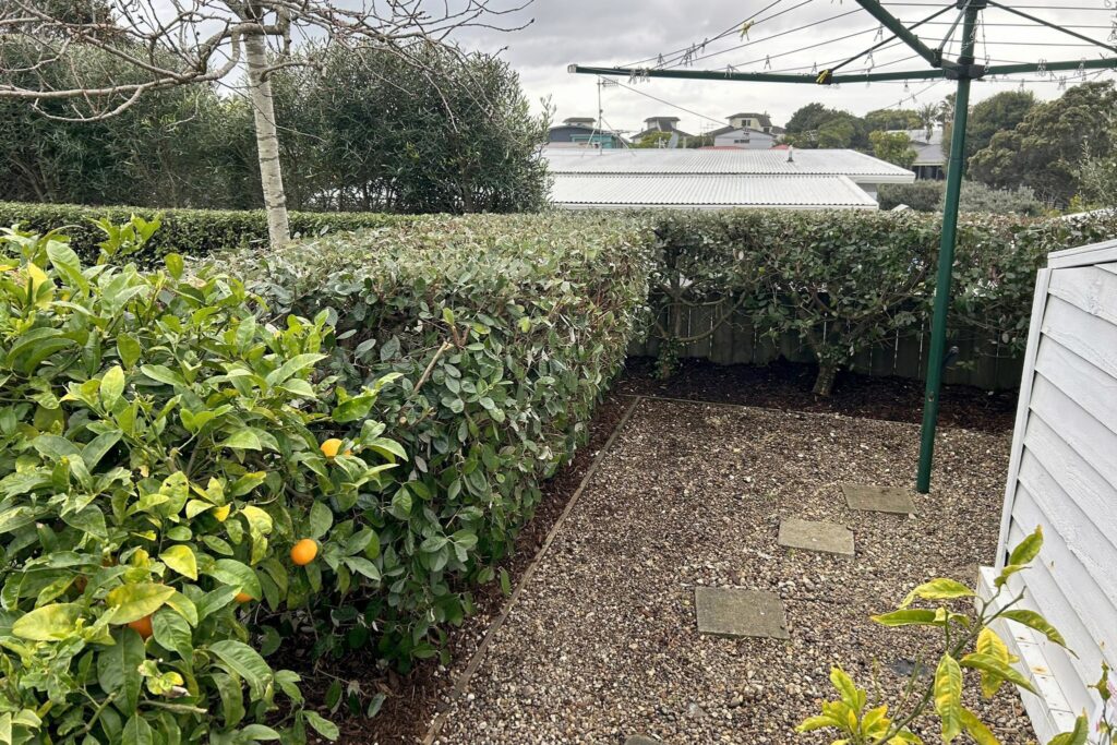 mount maunganui hedge trimming after
