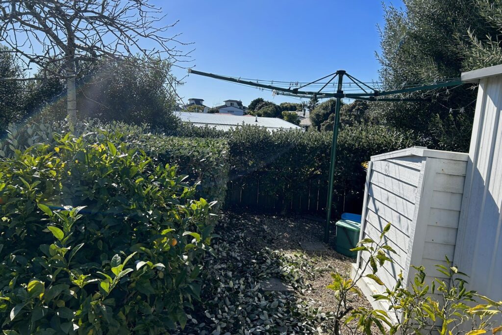 mount maunganui hedge trimming before
