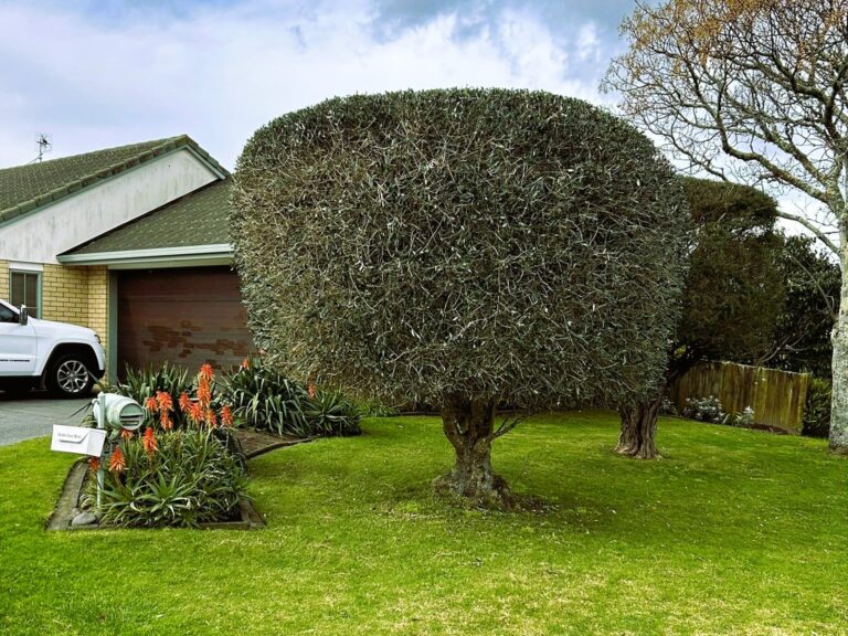papamoa beach topiary after