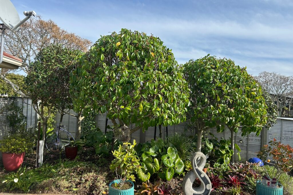 topiary 2 michelia after pic