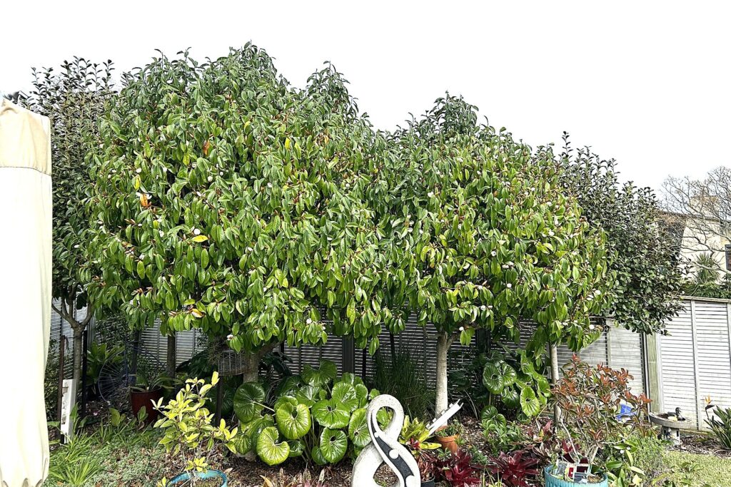 topiary 2 michelia before pic