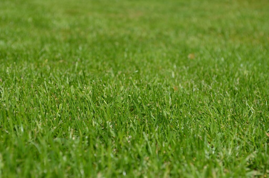 grasses, lawn, garden, ornamental grasses, greenery, meadow, yard, english lawn, nature, lawn, lawn, lawn, lawn, lawn, garden, yard, yard, yard, yard